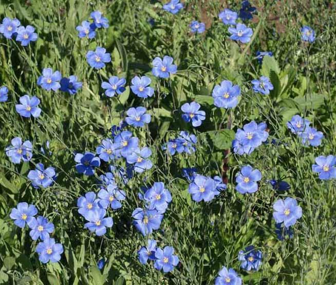 (Linum perenne) Blue Flax