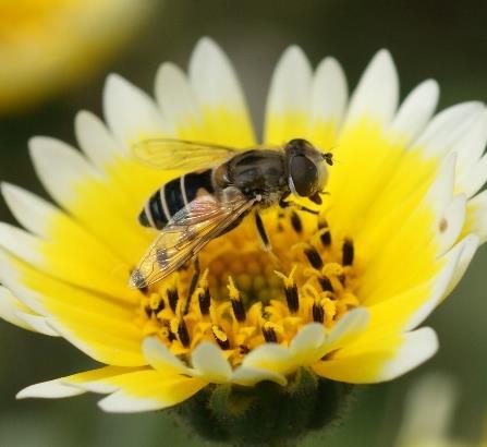 bees. Mining Bee s