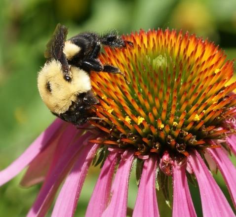 annual attracts honey bees, sweat