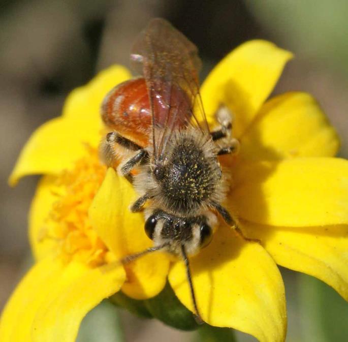 Mining Bees (Adrenidae) Mining bees are shorttongued,