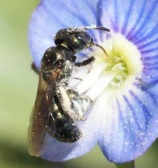 Carpenter & Digger Bees (Apidae)