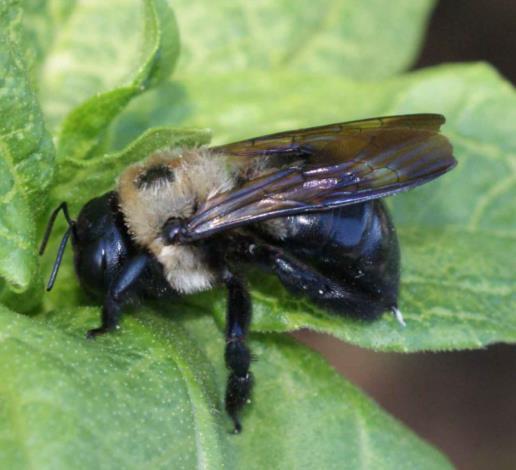 Small Carpenter Bee and Large