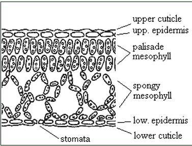 The picture shows part of the leaf structure. Give the annotation of: (5 marks) i. Stomata ii. Palisade layer iii.