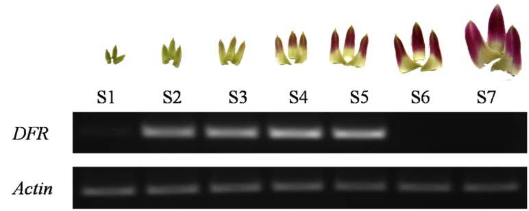 Results Expression profiles of the DFR gene in D. Sonia Earsakul flowers The expression levels of the DFR gene were investigated in the sepals and petals of D.