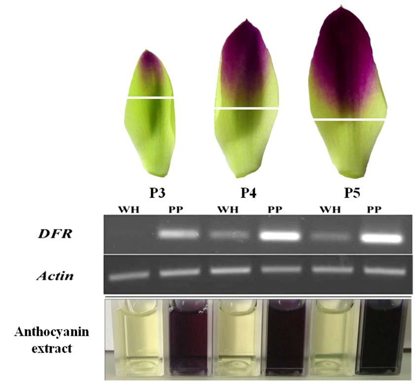 Figure 4 RT-PCR analysis of DFR expression and anthocyanin extracts in white and purple tissues of petals P3, P4 and P5 from flower bud stages 3, 4 and 5, respectively.