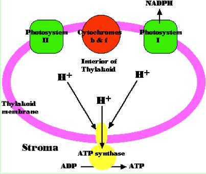 Summary: production of NADPH and ATP in the light reactions of Photosynthesis