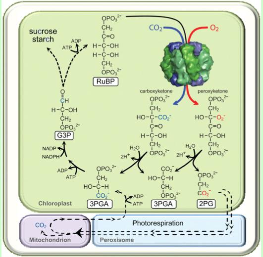 Carboxylase: CO2 fixed to RuBP by RuBisCO is distributed among the resulting two molecules of 3PGA that feed into the photosynthetic Calvin cycle to produce triose phosphates for carbohydrate