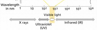 Chl a absorbs light primarily in the blue and farred regions Must also deal with UV light (2832 nm); damage DNA, proteins