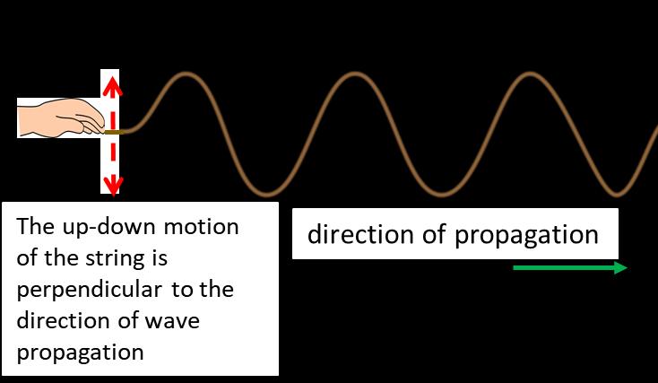 Transverse waves are characterised by the mtin f the particles f the medium perpendicular t the directin in which the waves are prpagating, e.g. vibratins f a guitar string. Fig. 2.
