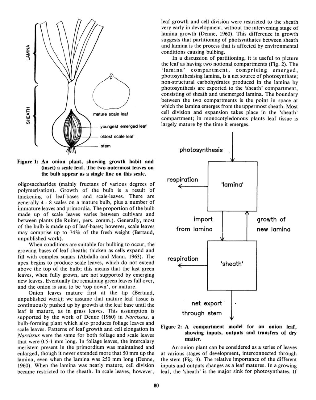 leaf growth and cell division were restricted to the sheath very early in development, without the intervening stage of lamina growth (Denne, 1960).