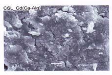 photographs of CCA beads after adsorption of lead, cadmium and arsenic Conclusion The present study indicates that all the prepared