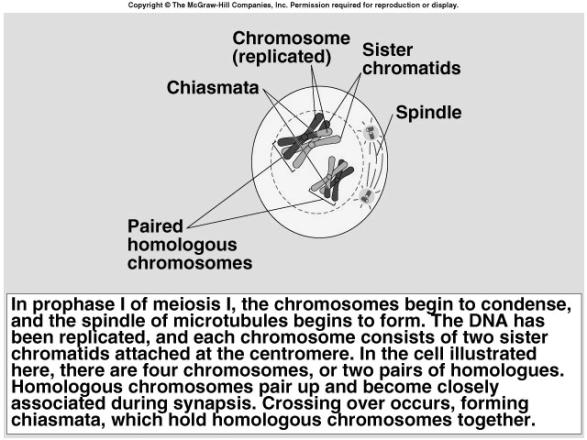 centromere is on chromosome kinetochore is on centromere chiasmata holds homologous pair together Spindle microtubules
