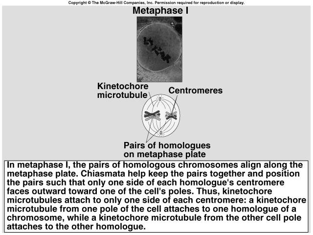 Joined pairs line up on metaphase plate orientation of each pair is random Meiosis I: Separation of Homologues Metaphase