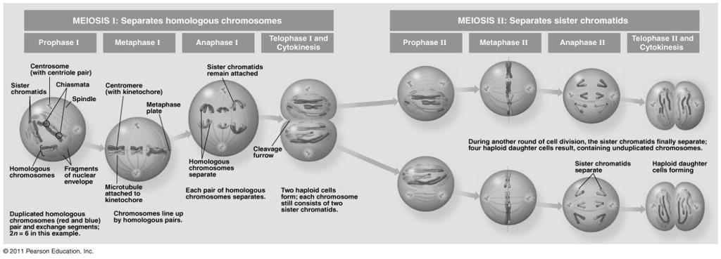 Copyright The McGraw-Hill Companies, Inc. Permission required for reproduction or display. Meiosis I Metaphase I Chiasmata Chiasmata hold homologues together.