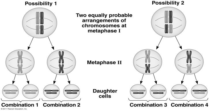 Meiosis and Diversity combine desirable traits increase genetic diversity ALSO Recombination -shuffles genes Independent assortment ( no two gametes are ever identical).