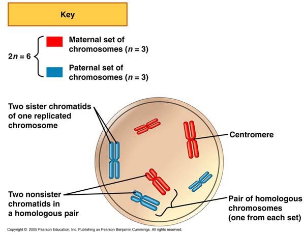 recall chromosome structure Replicated homologous chromosomes Sister chromatids