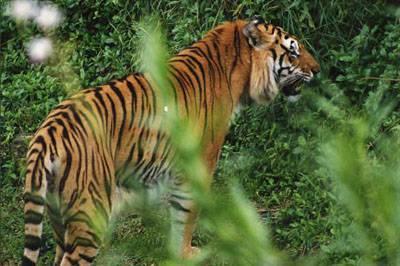 Evolution is not goal oriented Therefore, even if female tigers in a