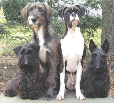 Levels of Classification: Example dogs!