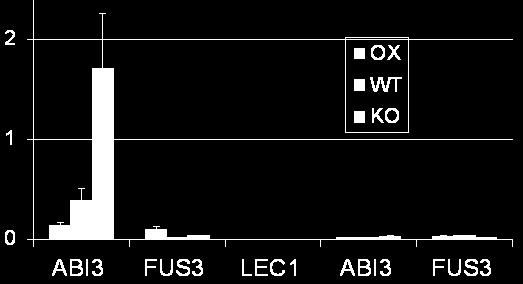 mrn /TU9 Control + 0.3 mm WT KO OX 2 DG 6 DG Supplemental Fig.