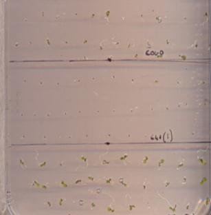 without (control) or with 0.3 µm added. Pictures were taken on the same day as germination rate was scored.