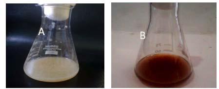 Fig 2:BioSynthesis of silver Nanoparticles from Penicillium speciesbefore treatment (B) after treatment of silver nitrate.