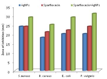 From the above results it suggest that the invitro biologically synthesized silver Nanoparticles from Penicillium species posses good antibacterial activity and also enhances the antibacterial