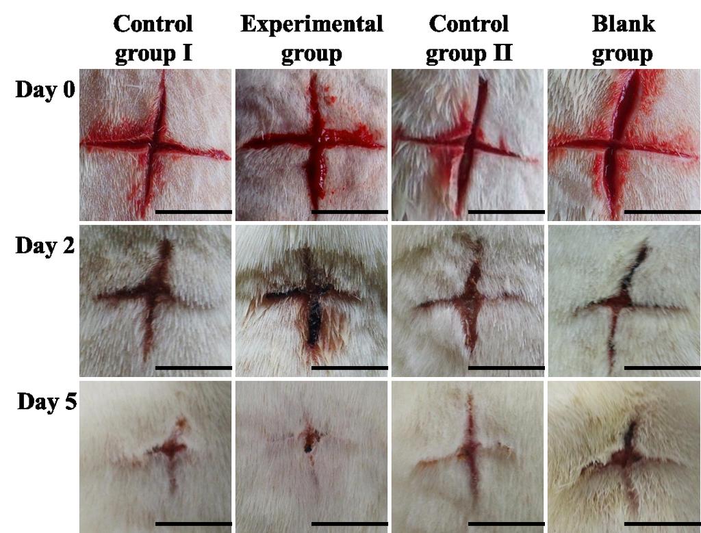 Fig. S6 Visual observations of the rats wound