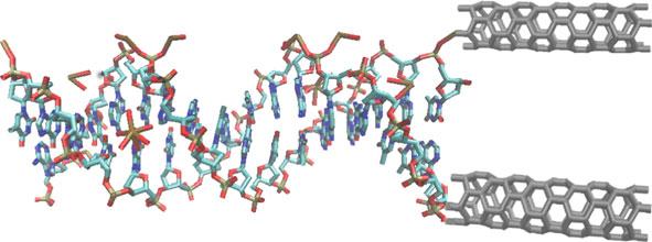 280 J Math Chem (2013) 51:278 288 Fig. 1 Schematics of the DNA/CNTs-based nanotweezer 2.