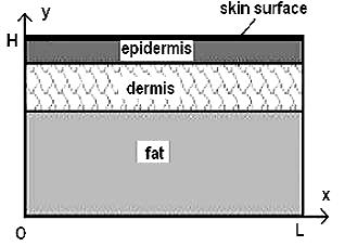 in Fig. 1 with stratum corneum, living epidermis, dermis and fat. Fig.1 The skin tissue of the human body From a simple visual analysis of the Fig.