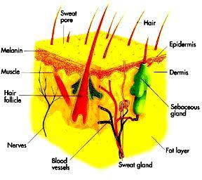 More, even within the same layer, there is a large non-homogeneity and anisotropy due to presence of the blood vessels.
