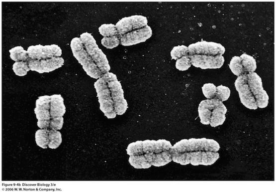 8.3 The large, complex chromosomes of eukaryotes duplicate with each cell division!