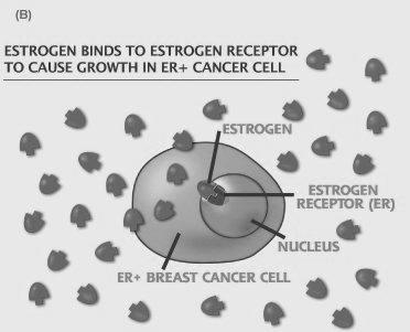 Some breast cancer therapy thus use estrogen receptor blockers (such as Tamoxifen) Introduction!