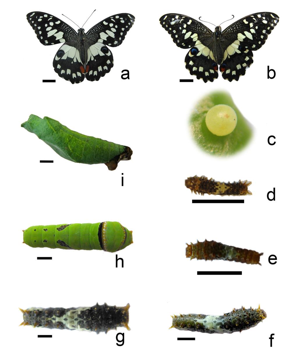 Figure 1. Lifecycle of The citrus butterfly Papilio demoleus: a. Female butterfly; b. Male butterfly; c. Egg; d. 1 st instar larvae; e. 2 nd instar larvae; f. 3 rd instar larvae; g.
