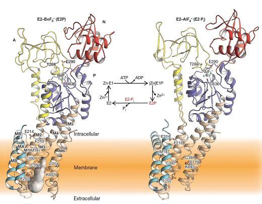 Zn 2+ -transporting ATPase (ZntA); a putative mechanism (Nature 2014, doi:10.1038/nature13618) Putative zinc transport mechanism of ZntA from Shigella sonnei.