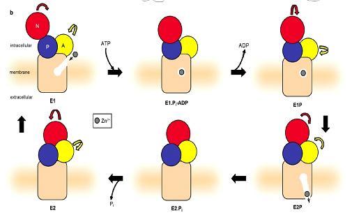 aspartate. According to the model, (1) a high-affinity state (E1), which is open to the intracellular space, binds to Zn 2+ and enters an occluded state. (2) This state then undergoes phosphorylation.