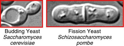S. cerevisiae is a eukaryote Belongs to fungi, ascomycetes Unicellular organism with ability to produce pseudohyphae S.