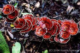 What is the common name of ascomycetes fungi, which include single-celled yeasts, morels and cup