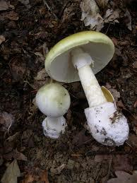 The parts of a mushroom Remember, there are two uses for the term mushroom One is used for a specific type of basidiocarp and one is