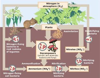 Most important nutrients recycled are carbon and nitrogen. -molecular decomposition.