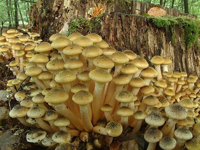 More specifically, fungi are the great