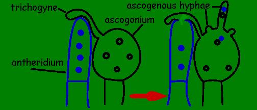 sex in Aspergillus? Gametangial contact in Ascomycetes though similar to the oogamous type in its initial stages, has many evolutionary and distinct features.