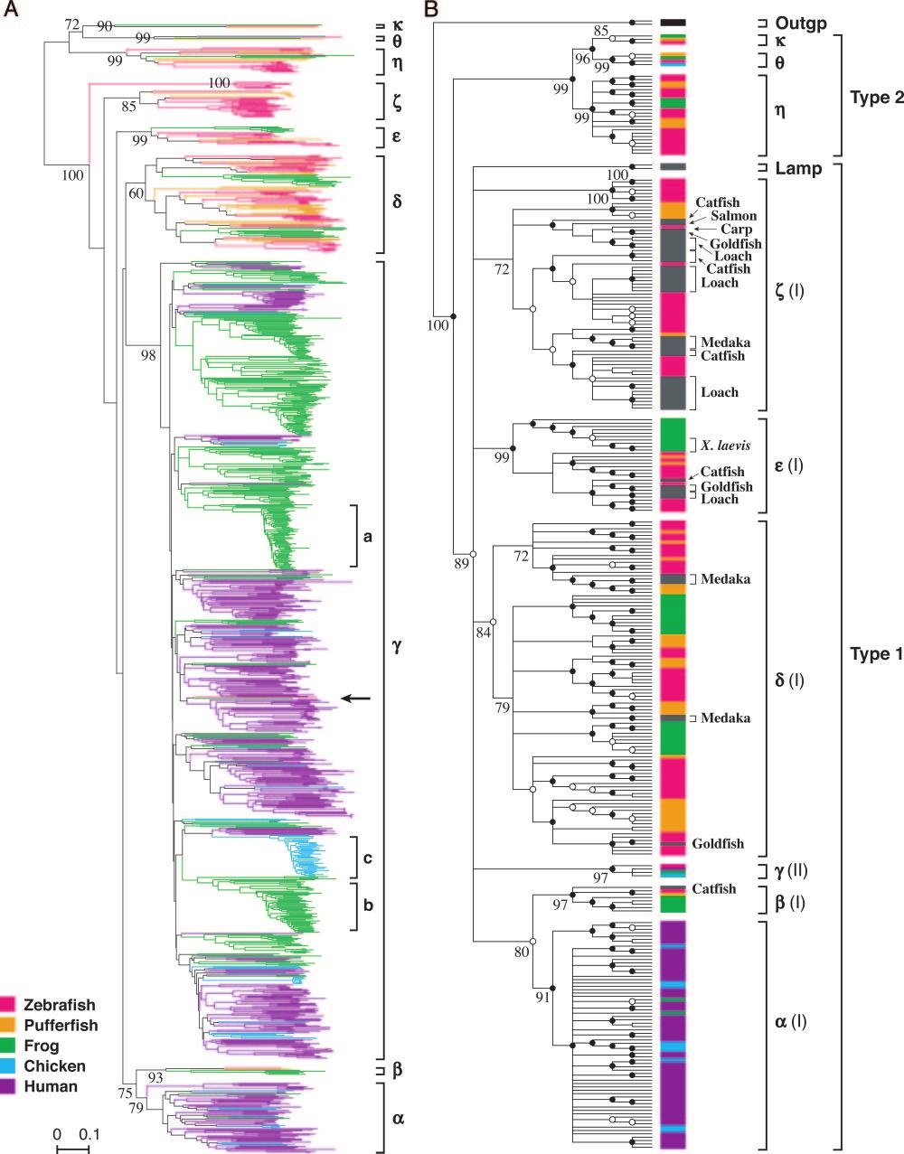 Fig. 1. Phylogenetic trees of vertebrate OR genes. (A) NJ tree for 1,026 functional OR genes. This tree contains 102 zebrafish, 44 pufferfish, 410 X.