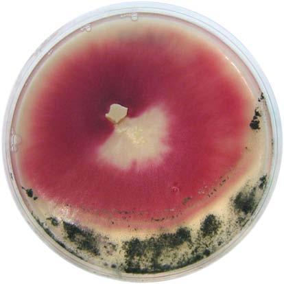 Non-cultivated fungi Contamination is the simplest case: here Fusarium