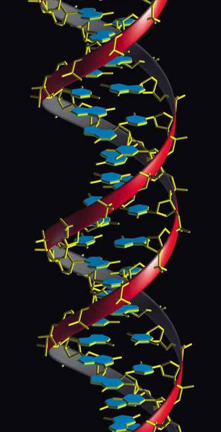 B-Type DNA Structure Right handed double helix DNA is highly charged 36º per base pair 10 residues per