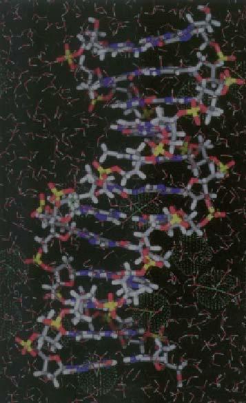Molecular Dynamic (MD) Simulation of DNA Force