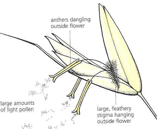 Agents of pollination: Flowers are usually pollinated by insects, birds, mammals, water and the wind. The structural adaptations of a flower depend upon the type of pollination the plant uses.