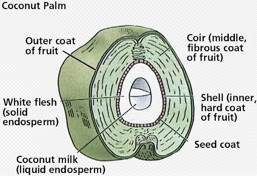 3. Water: The fibrous outer husk of a coconut allows it to float on sea currents to new areas. Many tropical islands have a line of coconut palms along the coast of the beach overlooking the ocean. 2.
