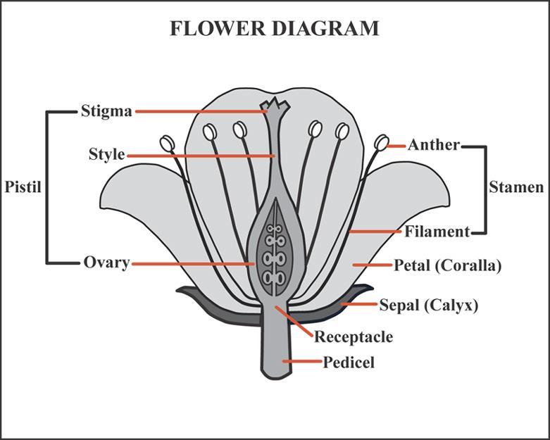 Structure of a Bisexual Flower Carpel Functional parts of a flower: 1. Calyx It is the outermost part and most often green in colour. The individual units of calyx are called the sepals.