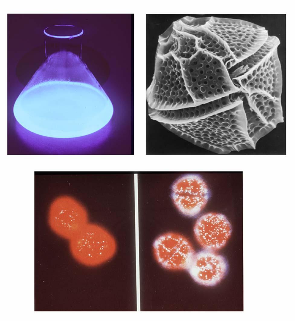 Agenda 1: Introduce yourselves Bioluminescent dinoflagellates Lecture 1: 3 10 µm Day phase Night phase Scintillons