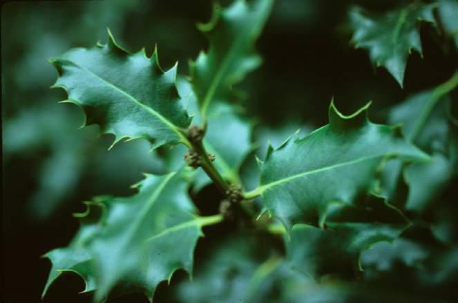 Holly - Mediterranean Rhamnus ilicifolia